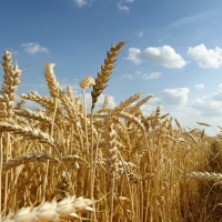 Asaja amenaza con movilizaciones si la Junta no pone solución al cereal