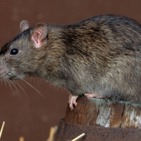Comienza el tratamiento contra las ratas en Mérida