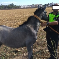 Imputado el dueño de un caballo por tenerlo suelto en la vía pública