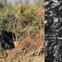 Descubren una plantación de cannabis protegida con cepos en La Vera