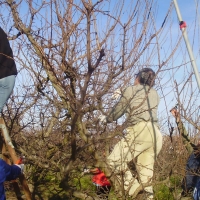 La Junta formará a 700 profesionales del sector frutícola