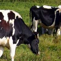 Convocatoria de ayudas para la comercialización de ganado bovino