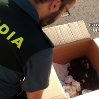 La Guardia Civil salva la vida de siete cachorros abandonados