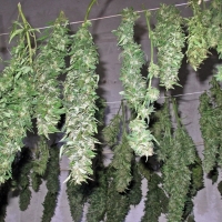 Operación contra el cultivo de marihuana en Badajoz