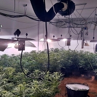 Intervienen 220 plantas de marihuana en una vivienda de Talavera la Real