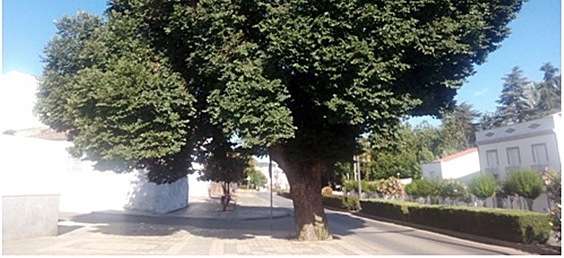 Un acuerdo para la custodia del Olmo en Los Santos