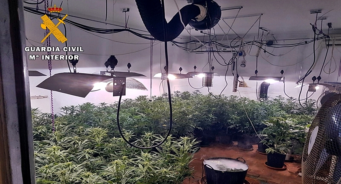 Intervienen 220 plantas de marihuana en una vivienda de Talavera la Real