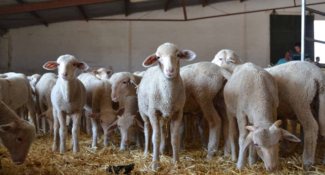 La Diputación de Badajoz subastará 42 Merinos en la Feria Agroganadera de Trujillo