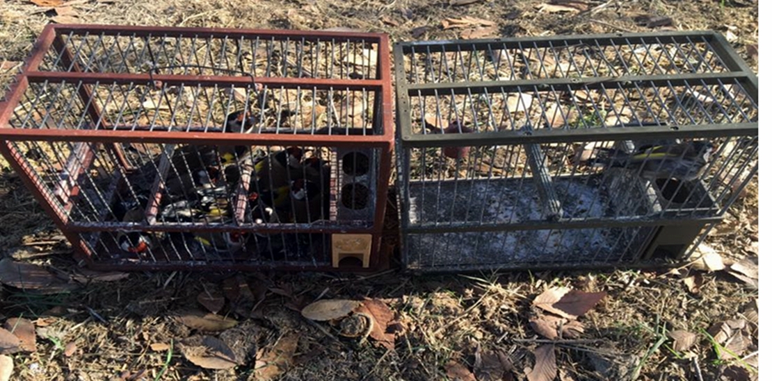 Denunciado un joven por capturar aves en Badajoz