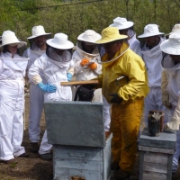 La apicultura extremeña referente nacional