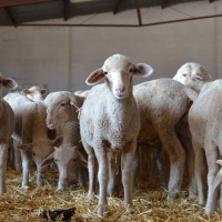 Diputación subastará 42 Merinos en la Feria Agroganadera de Trujillo