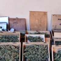 Detenido un vecino de Badajoz por cultivar marihuana en su domicilio