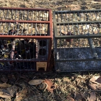 Denunciado un joven por capturar aves en Badajoz