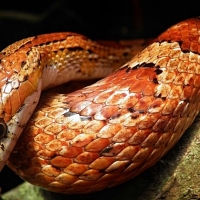 Pierde el miedo a serpientes y tarántulas con la Asociación MuchoBicho