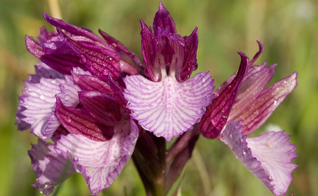 La flora de Oliva de la Frontera y Alconchel, recogida en un manuscrito