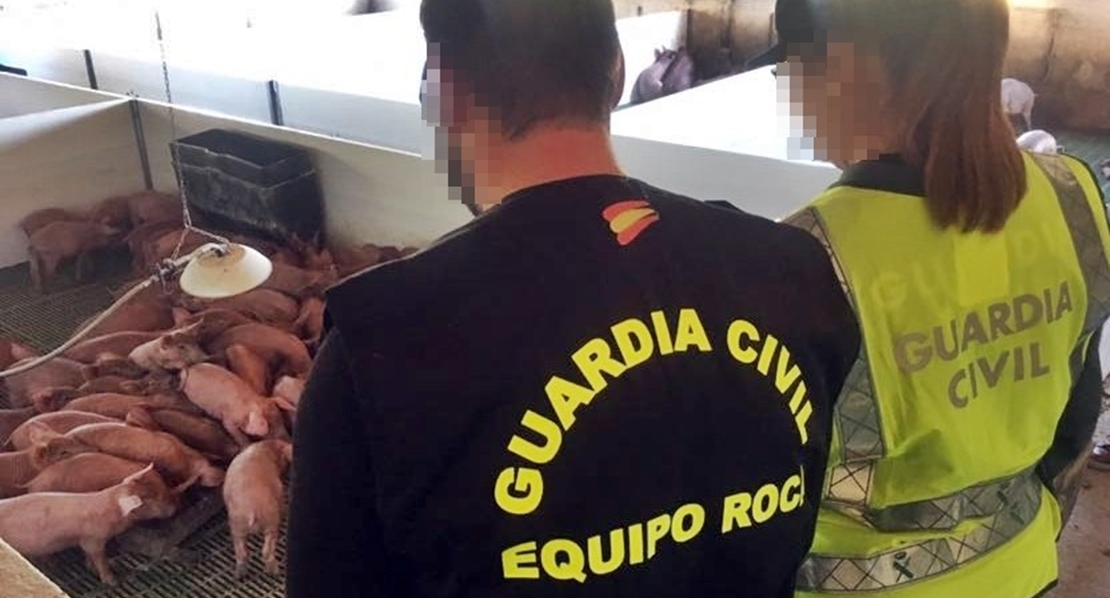 La Guardia Civil desactiva un grupo dedicado al robo de cerdos