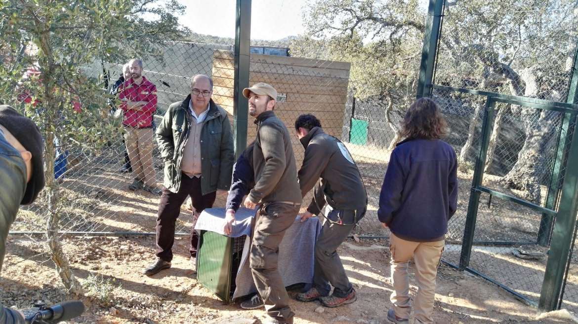 Cinco parejas de linces crían actualmente en Extremadura