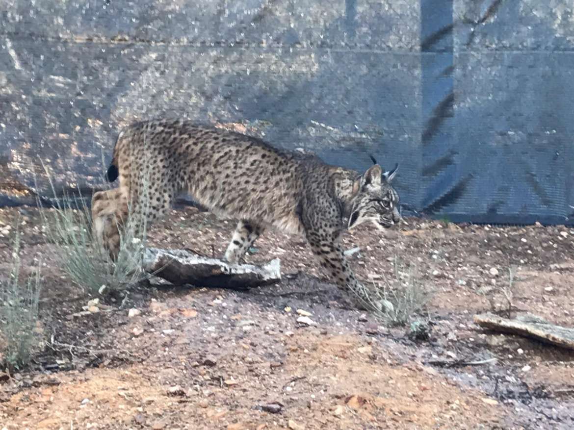 Cinco parejas de linces crían actualmente en Extremadura