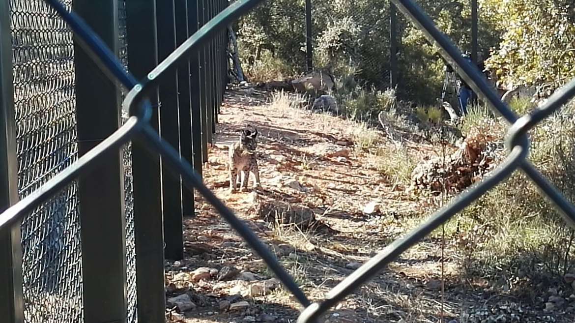 Cinco parejas de linces crían actualmente en Extremadura