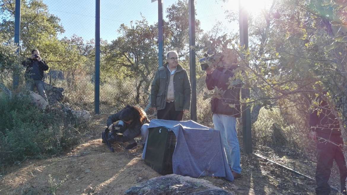 Cinco parejas de linces crían actualmente en Extremadura