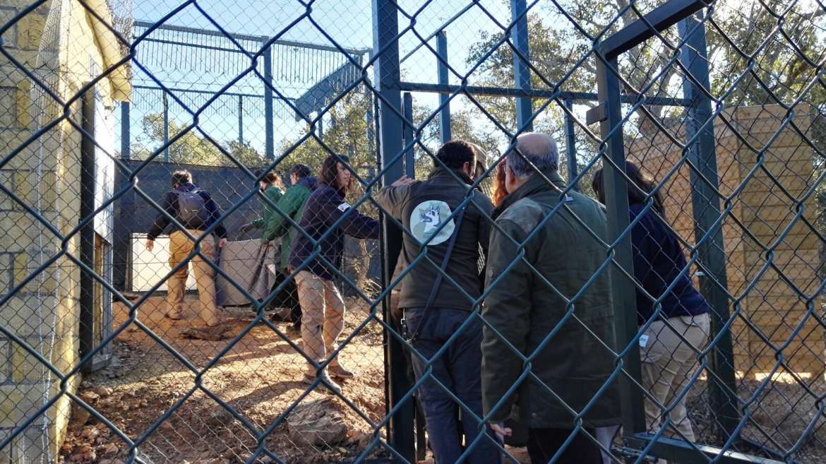 Cinco parejas de linces crían actualmente en Extremadura