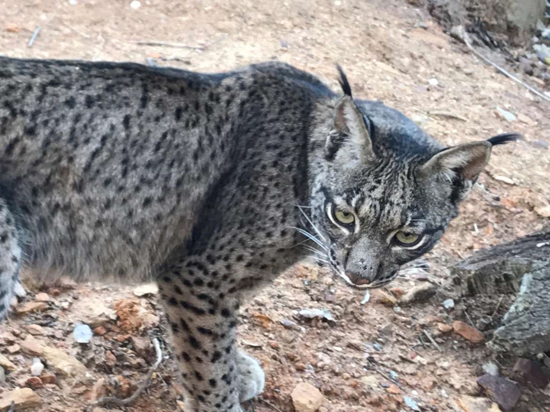 Cinco parejas de linces crían actualmente en Extremadura