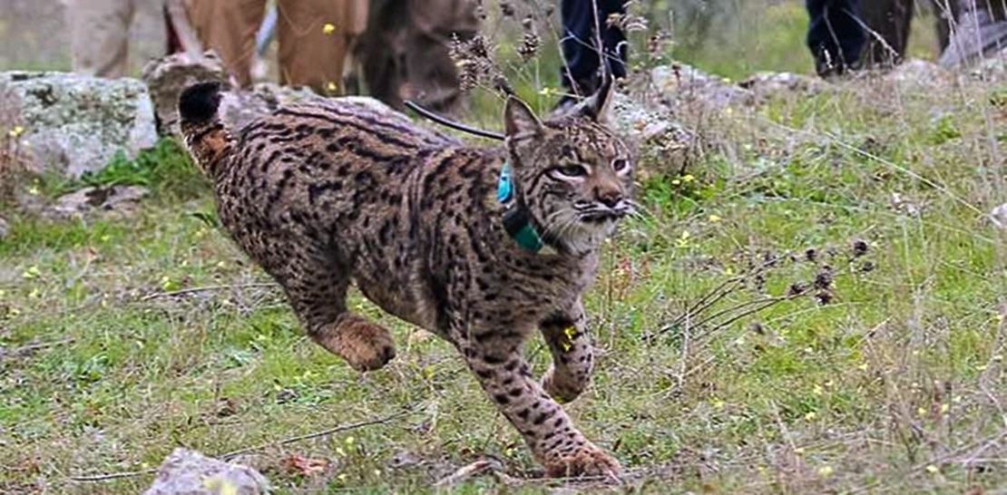 Muere atropellado un lince liberado este mismo año