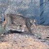 Cinco parejas de linces crían actualmente en Extremadura