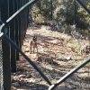 Cinco parejas de linces crían actualmente en Extremadura