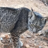 Cinco parejas de linces crían actualmente en Extremadura