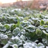 Imágenes de las heladas al amanecer en Extremadura este diciembre