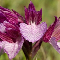 La flora de Oliva de la Frontera y Alconchel, recogida en un manuscrito