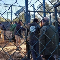 Cinco parejas de linces crían actualmente en Extremadura