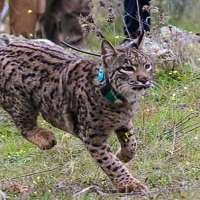 Muere atropellado un lince liberado este mismo año