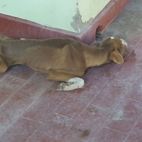 Un perro muere de hambre en una terraza de Badajoz