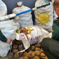La Guardia Civil les sorprende con 320 kilos de piñas