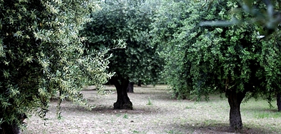 Agricultura celebra una jornada informativa sobre la Xylella fastidiosa