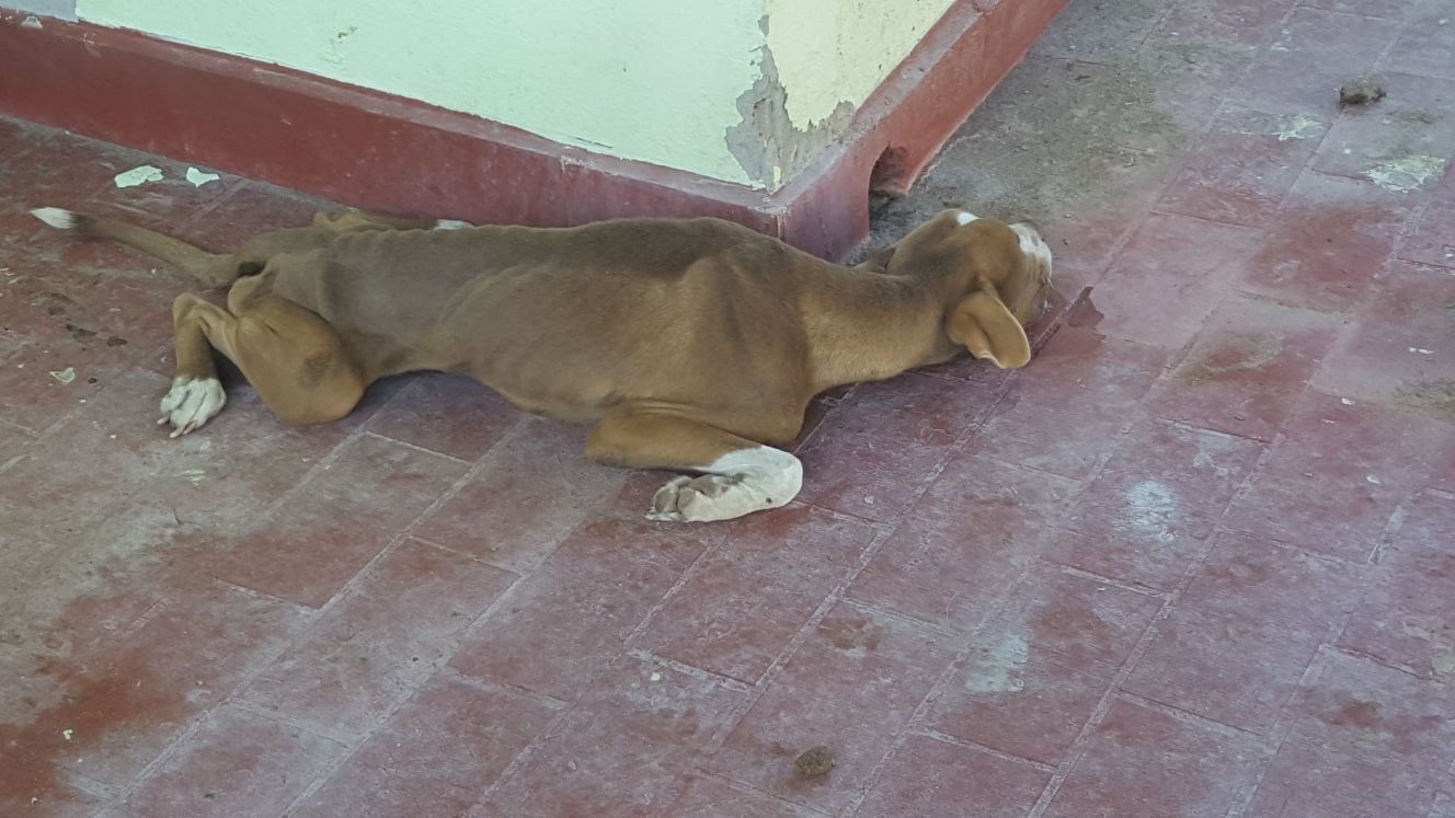 Un perro muere de hambre en una terraza de Badajoz