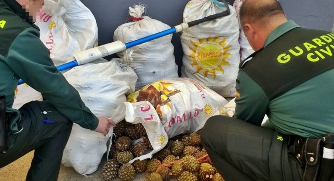 La Guardia Civil sorprende a dos personas con 320 kilos de piñas