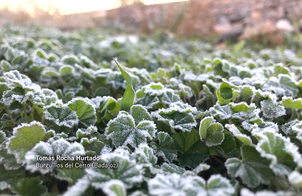 Imágenes de las heladas al amanecer en Extremadura este diciembre