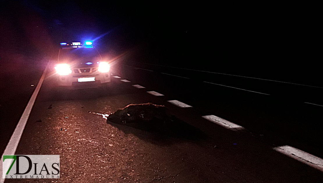 Un jabalí provoca un grave accidente en la provincia de Cáceres
