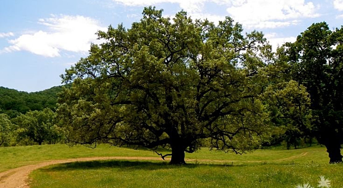&#39;Cada extremeñ@, un árbol&#39; como fomento de la biodiversidad forestal