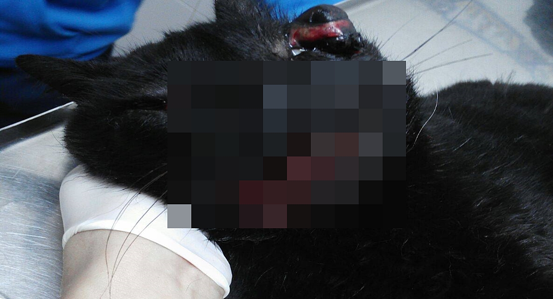 Piden prohibir los petardos en Almendralejo tras el conocido maltrato a un felino