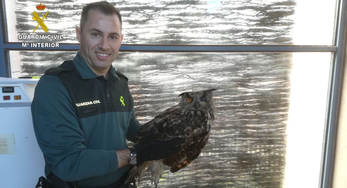 La Guardia Civil recupera un búho real herido