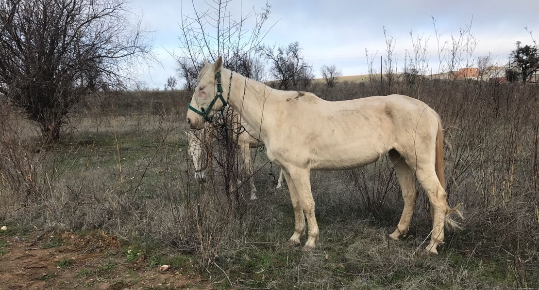 Denunciada una familia por maltratar a sus caballos