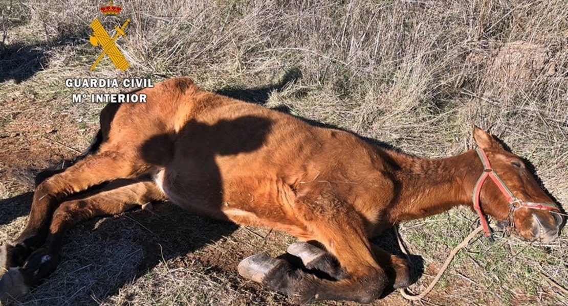 Abandona a un caballo moribundo cerca de Los Santos