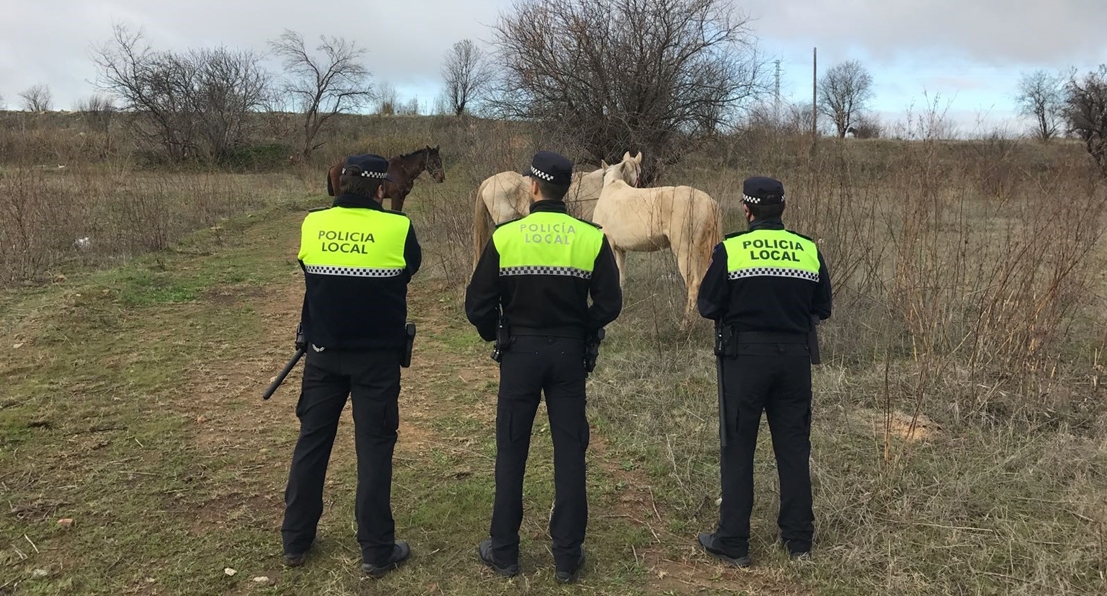 Denunciada una familia por maltratar a sus caballos