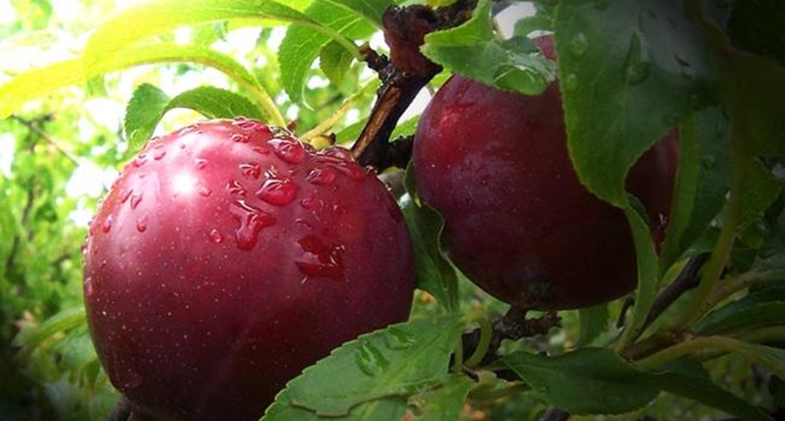 COAG Extremadura exige ayuda urgente para los fruticultores