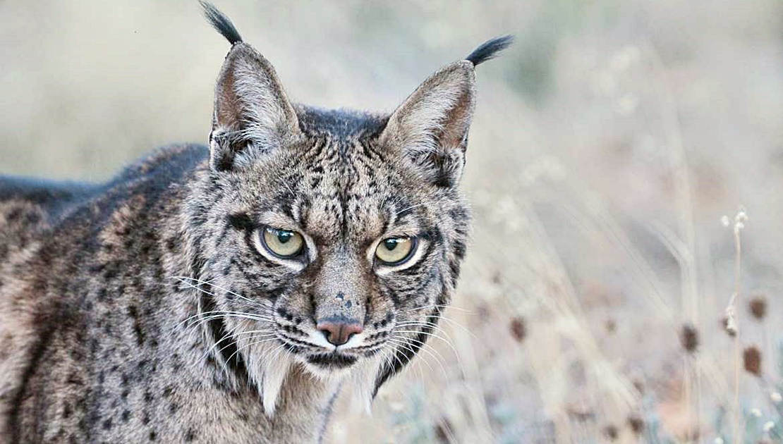 Superada la fase de adaptación de los dos nuevos linces ibéricos en Cáceres