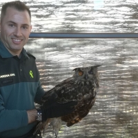 La Guardia Civil recupera un búho real herido